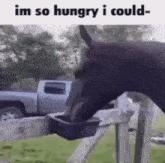 Horse Hungry GIF