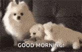 Puppy Puppies GIF - Puppy Puppies Play Time GIFs
