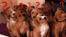 Dogs Pups GIF