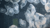 a group of jellyfish are swimming in a tank and one of them has a star on it