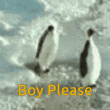 boy please penguin hit head waddle