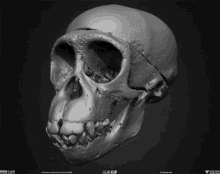 Animal Skulls GIF - Animal Skulls Skeleton GIFs