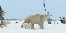 Canadian-polar-bears Churchill-manitoba GIF