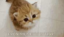Kittens Meowing GIF