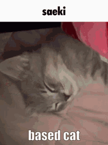 Mysta Mysta Rias GIF - Mysta Mysta Rias Cat GIFs