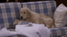 Cosmo On Couch GIF - Fuller House Dog GIFs