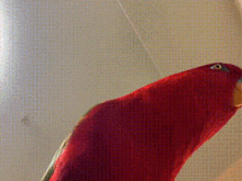 Birb Red Birb GIF - Birb Red Birb Doom GIFs
