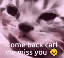 Come Back Carl Venus GIF - Come Back Carl Venus Crying Cat GIFs