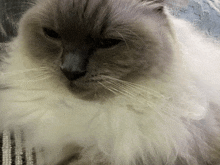 a close up of a cat 's face with a very long whiskers