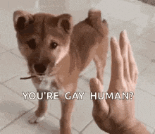 a person is giving a high five to a dog that is standing next to them .