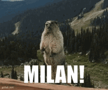 Milan Marmot GIF - Milan Marmot Calling Out GIFs