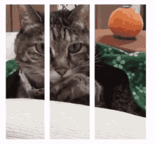 3d Cat GIF - 3d Cat GIFs