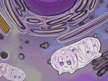 a drawing of a cell with the word mitochondria in the center