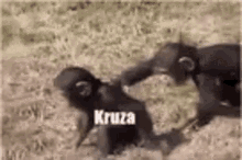 Kruza And Ex1t Monkey GIF - Kruza And Ex1t Monkey Funny GIFs