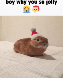 a rabbit wearing a santa hat with the words boy why you so jolly above it