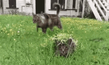 Cats Surprise GIF - Cats Surprise Funny GIFs