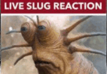 live slug reaction chicken fart