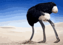 head-in-sand-ostrich.gif