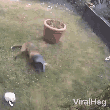 Playing Dog Viralhog GIF - Playing Dog Viralhog Throwing The Slippers GIFs