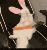 Bunny Cat Carrot GIF - Bunny Cat Carrot GIFs