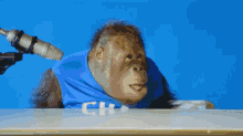 Orangutan Table Flip GIF - Orangutan Table Flip Crash GIFs