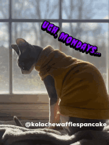 Kolache The Cat Sphynx GIF - Kolache The Cat Sphynx Sphynx Cat GIFs