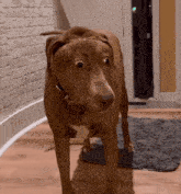 Bellebows Surprised Dog GIF - Bellebows Surprised Dog GIFs