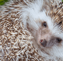a close up of a hedgehog 's face with a bloody nose
