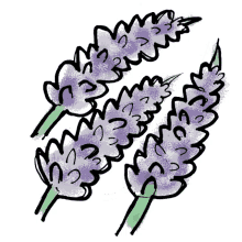 lavender scent