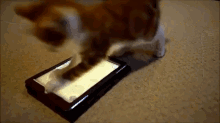 a cat is playing with a box that has a sticker on it that says ' nintendo '
