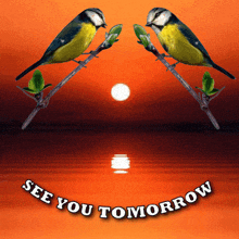 See You Tomorow Love Birds GIF - See You Tomorow Love Birds Sunset GIFs