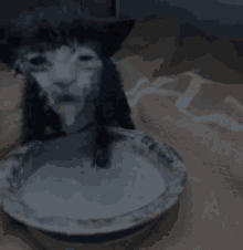 a kitten is drinking milk from a bowl on a bed