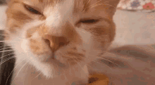 Felix Cat GIF - Felix Cat Bag GIFs