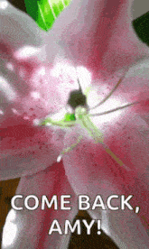 Flower Lily GIF