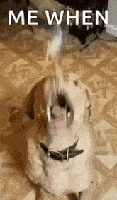Dog Cheese GIF - Dog Cheese Relatable GIFs
