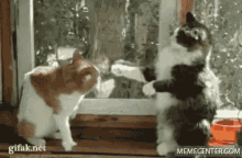 Cats Fight GIF - Cats Fight Funny GIFs
