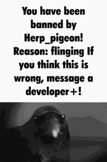 Herp_pigeon Innovation GIF - Herp_pigeon Innovation Inc GIFs