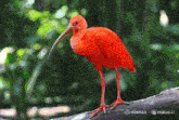 a red bird with a long beak is standing on a branch with the words minimax hailuo ai below it