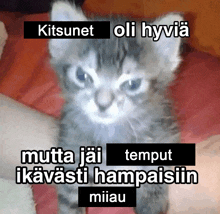 Kitsune Miau GIF