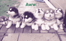 cute dogs doggo aww puppies