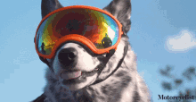 Dog Shades On GIF - Dog Shades On Sunglasses On GIFs