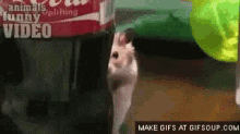Hamster Stalker GIF - Stalker Animalstalker Creeper GIFs