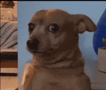 a close up of a dog looking at the camera
