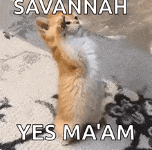 a cat standing on its hind legs with the words savannah yes ma am above it