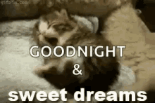 Sweet Dreams Cat GIF - Sweet Dreams Cat Sleep GIFs