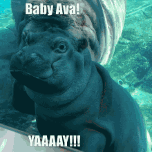 Ava Avocado GIF - Ava Avocado Hippopotamus GIFs