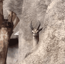 Antelope Deer GIF - Antelope Deer Slide GIFs