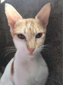 a close up of a cat 's face with a gray background