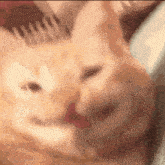 a close up of an orange cat 's face with a blurry background