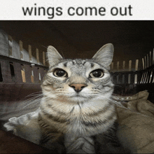 Angel Cat GIF